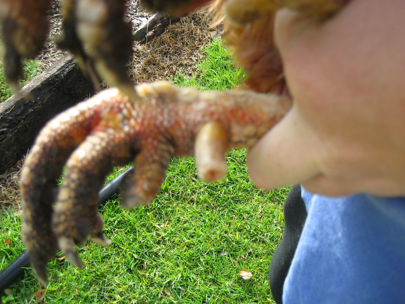 Life at Arbordale Farm Trimming Rooster Spurs